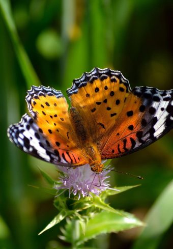 Butterfly Wings Patterns Grass Flower 1640x2360 1 340x489