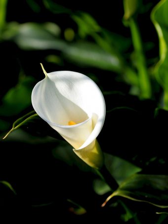 Calla Flower White 1620x2160 1 340x453