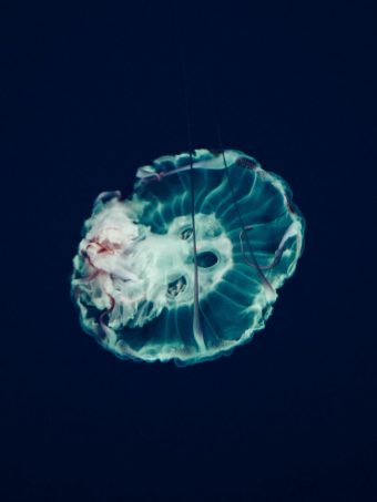 Jellyfish Underwater World 1620x2160 1 340x453