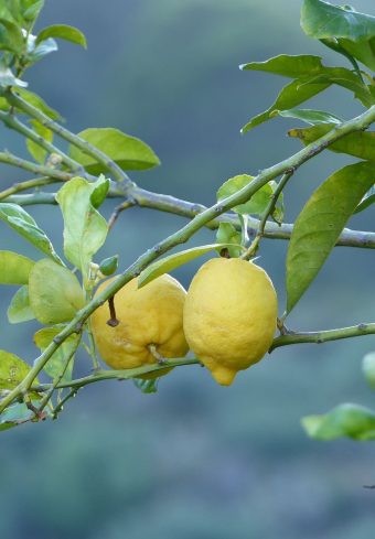 Lemons Fruit Tree Branch 1640x2360 1 340x489