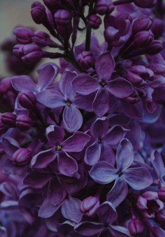 Lilac Inflorescences Flowers 1640x2360 1 340x489