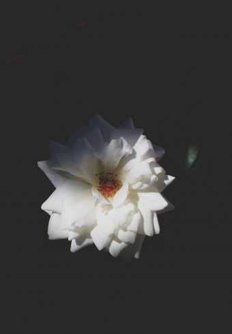 Rose Bud Petals White 1640x2360 1 340x489