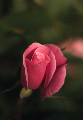 Rose Bud Pink Blur Wallpaper 1640x2360 1 340x489
