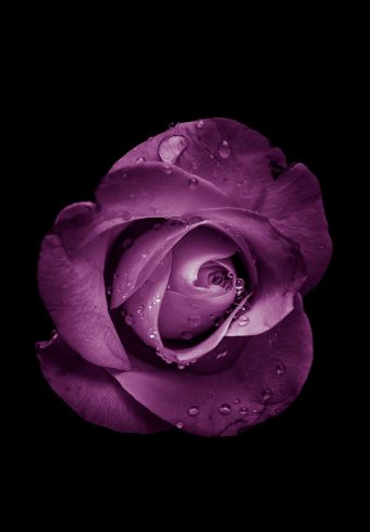 Rose Bud Purple 1640x2360 1 340x489
