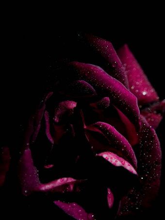 Rose Drops Petals 1620x2160 1 340x453
