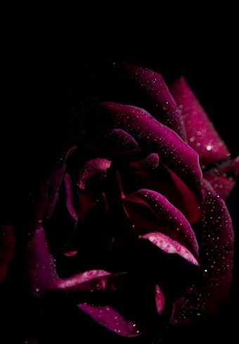 Rose Drops Petals 1640x2360 1 340x489