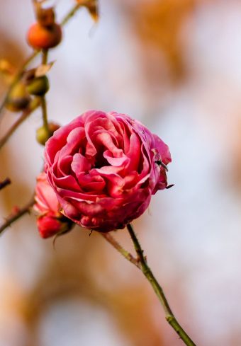 Rose Flower Bud Close Up 1640x2360 1 340x489