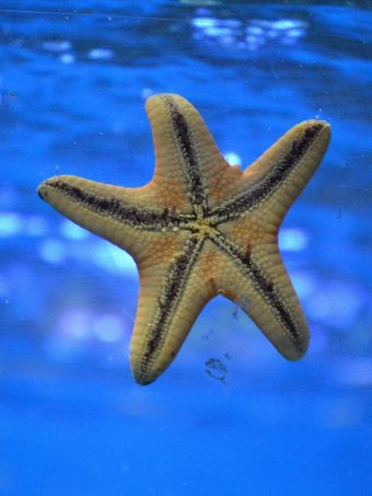 Starfish Underwater Swim 1620x2160 1 340x453