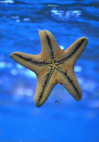 Starfish Underwater Swim 1640x2360 1 340x489