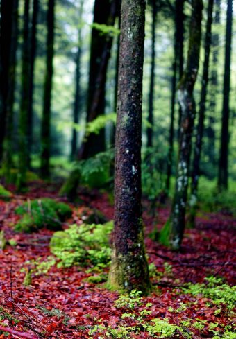 Trees Moss Bark Forest 1640x2360 1 340x489