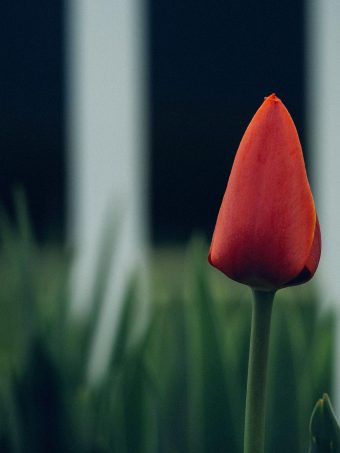 Tulip Flower Bud Blur 1620x2160 1 340x453