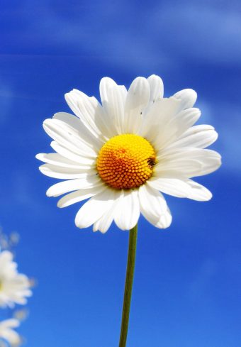 White Diasy Flowers At Summer I3 Wallpaper 1640x2360 1 340x489