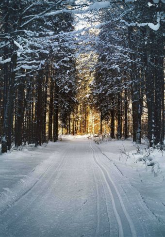 Winter Trees Forest Road 1640x2360 1 340x489