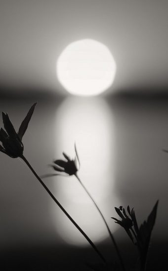 Black and White iPhone Wallpaper 158 340x550
