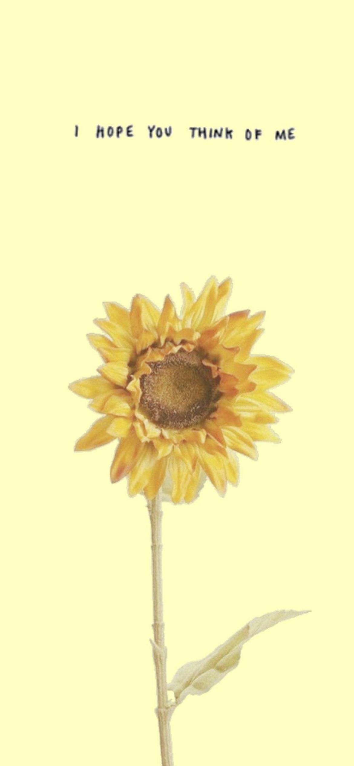 Download Blooming beauty  a sunflower aesthetic wallpaper for iPhone  Wallpaper  Wallpaperscom