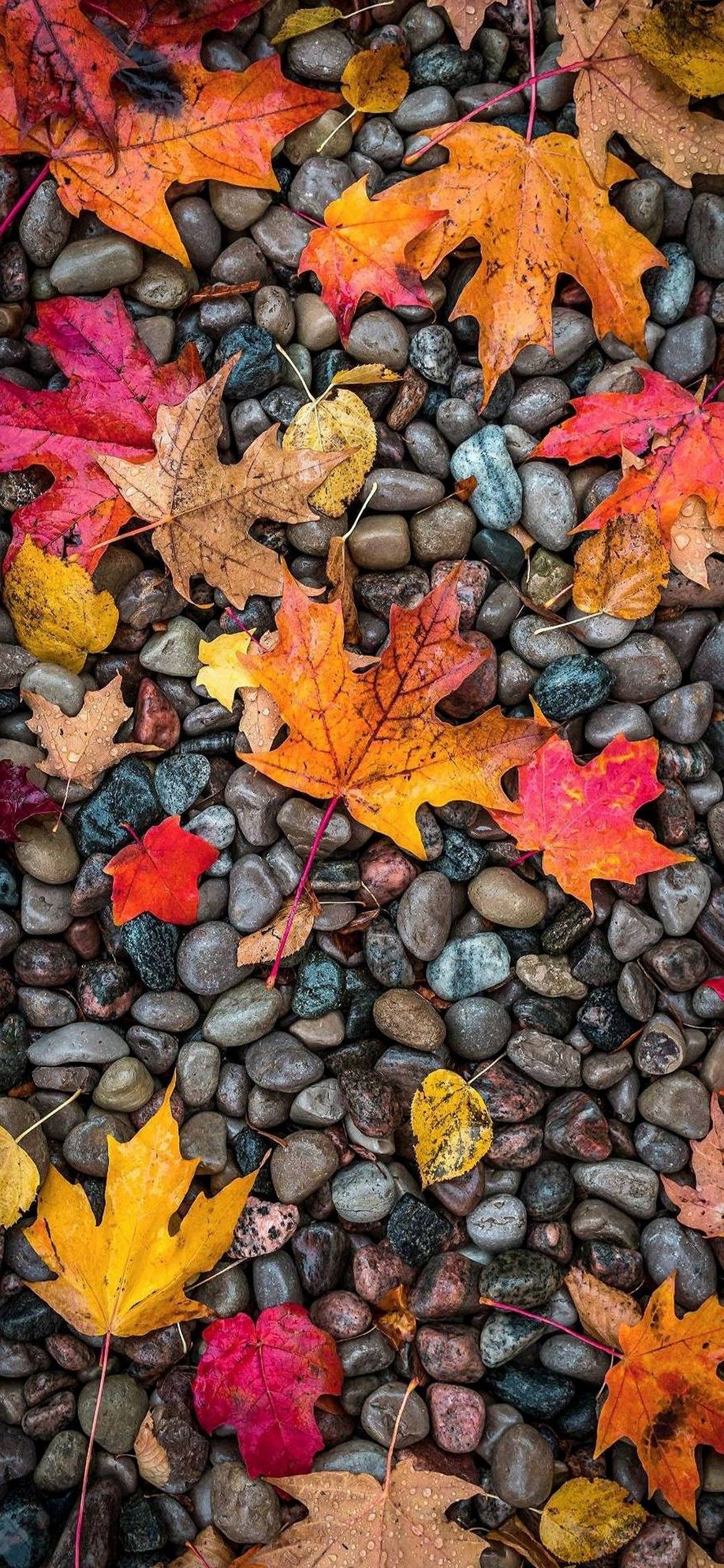 iPhone Autumn Wallpaper - 045