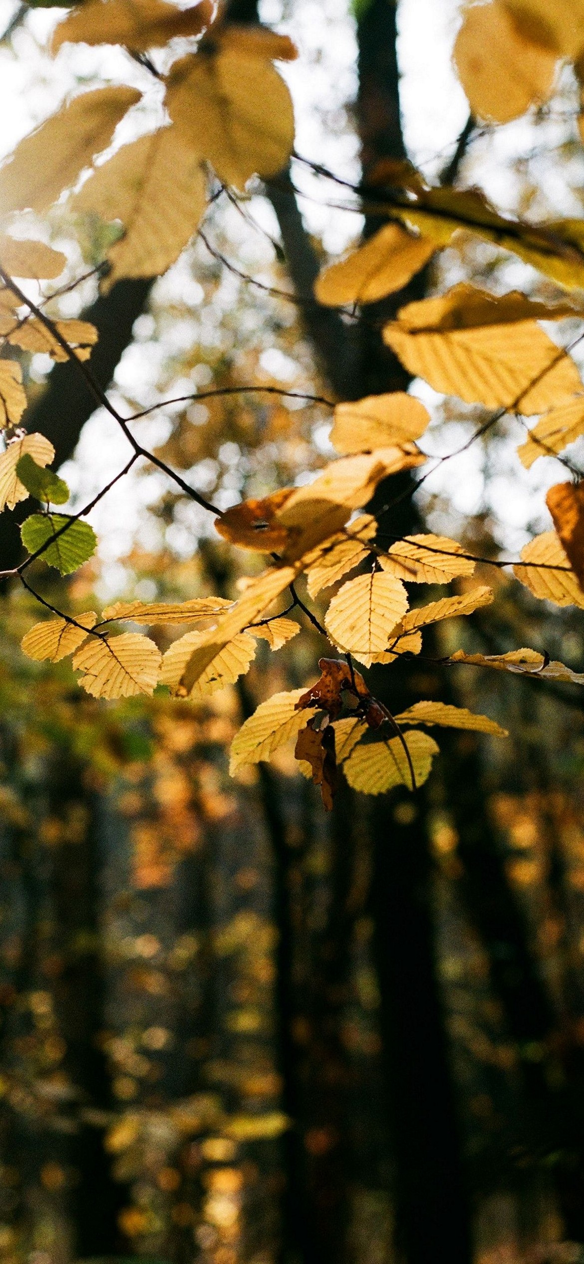 iPhone Autumn Wallpaper - 054