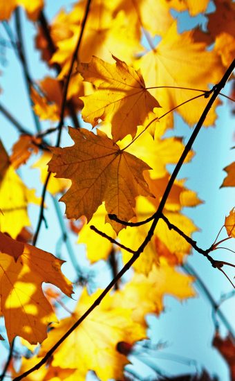 iPhone Autumn Wallpapers HD