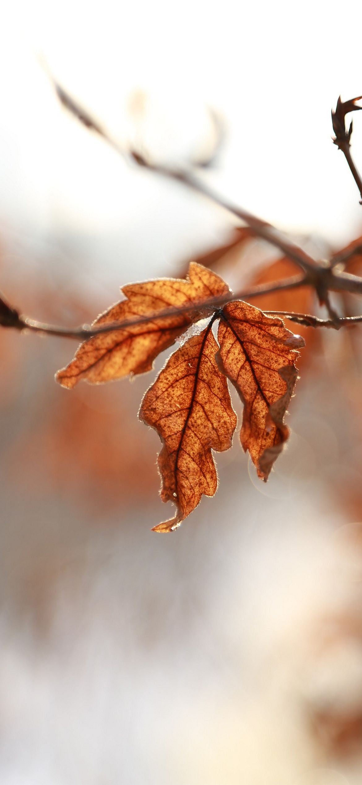 iPhone Autumn Wallpaper - 116