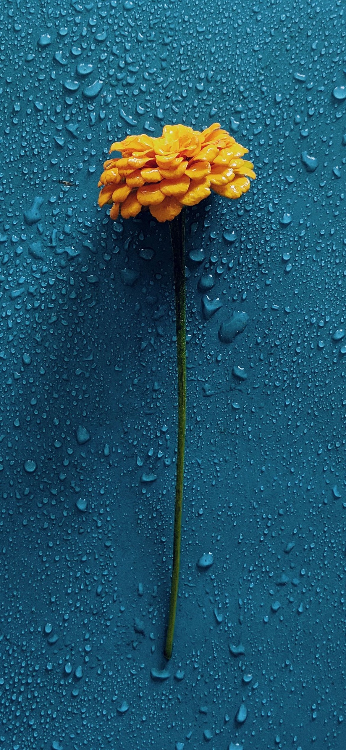 iPhone Flower Wallpaper - 004