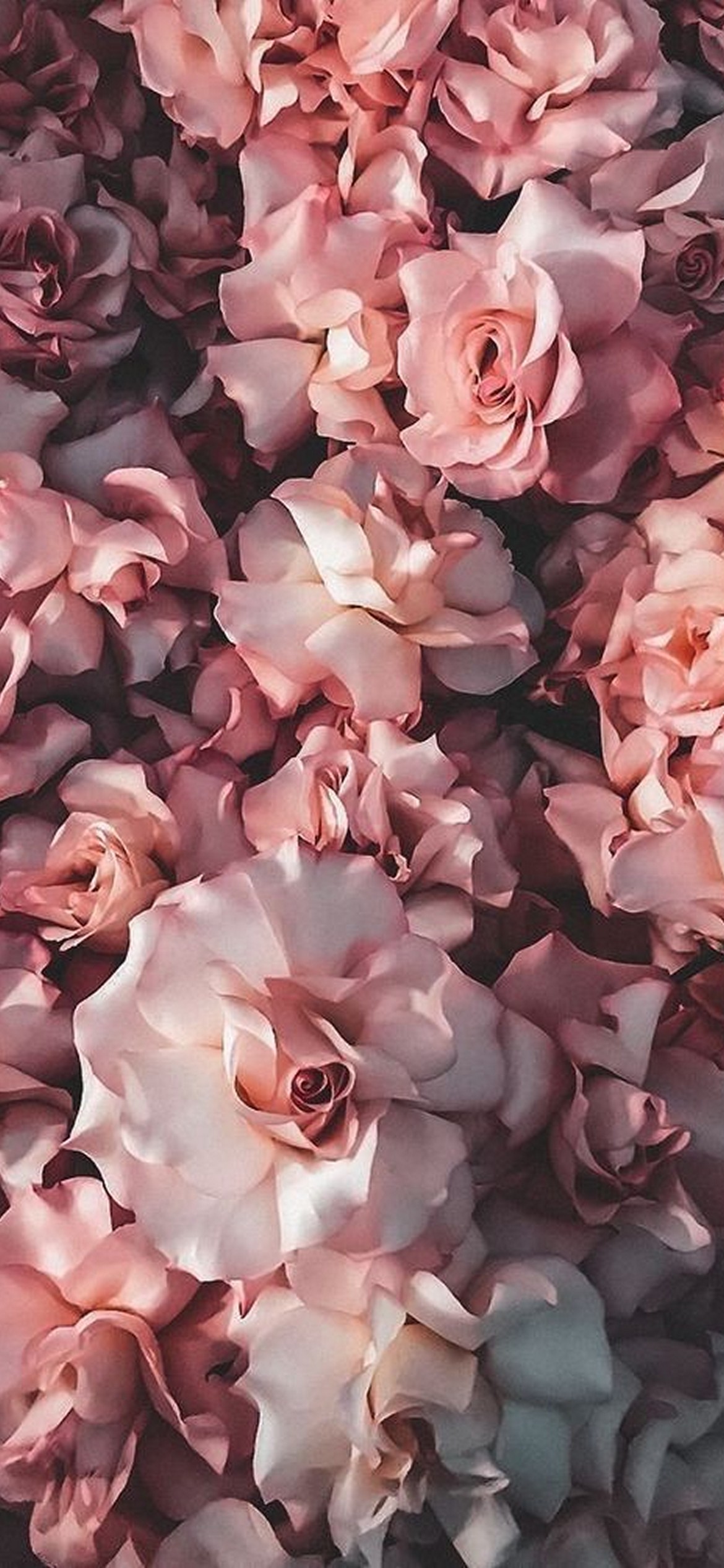 iPhone Flower Wallpaper - 072 iPhone Flower Wallpaper - 072