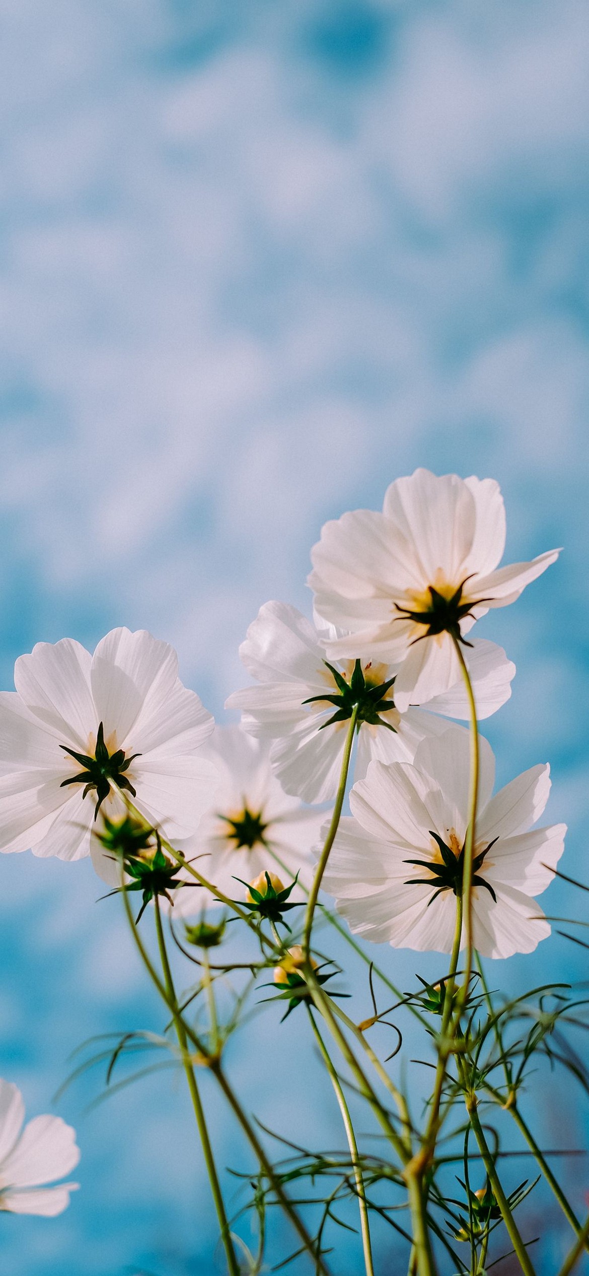 iPhone Flower Wallpaper 076