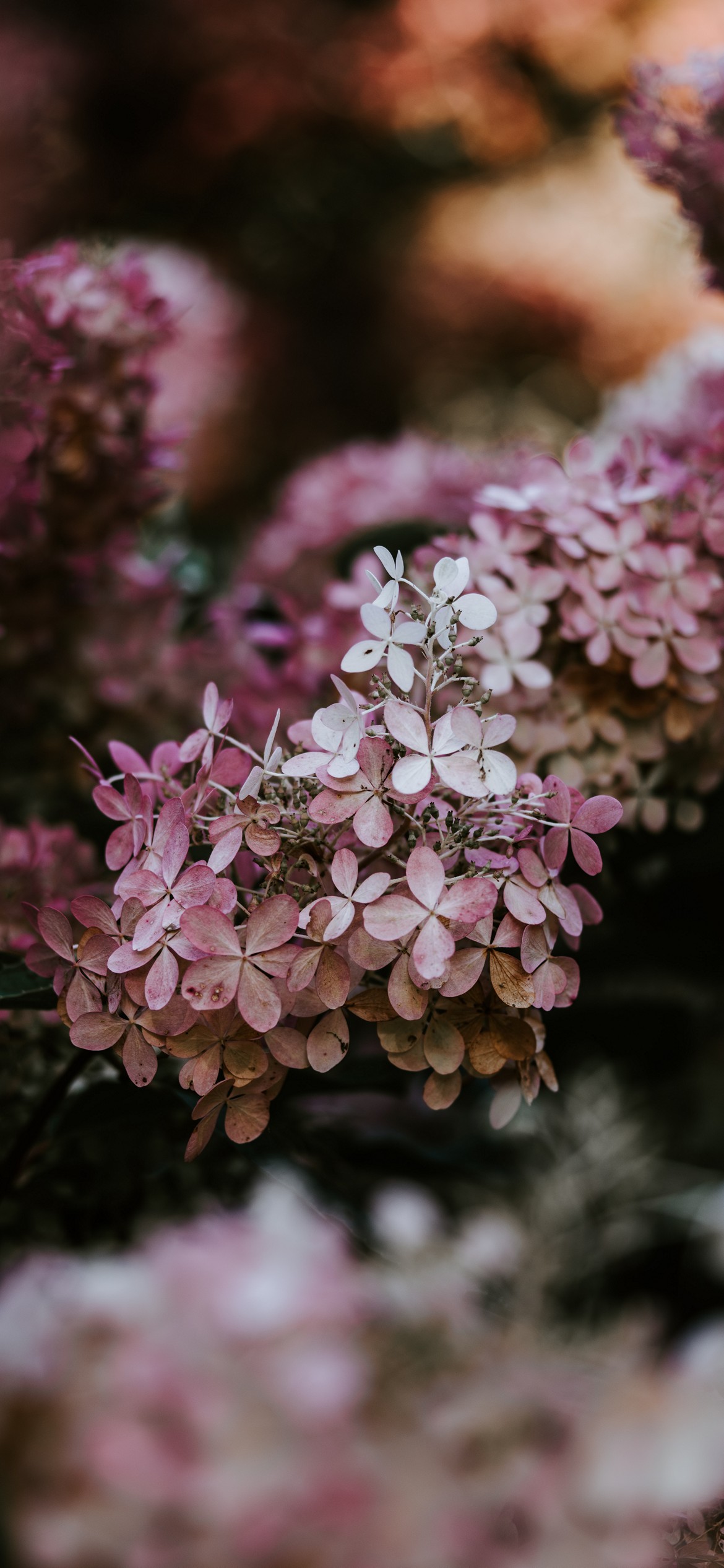 Aesthetic Flower Wallpapers for iPhone
