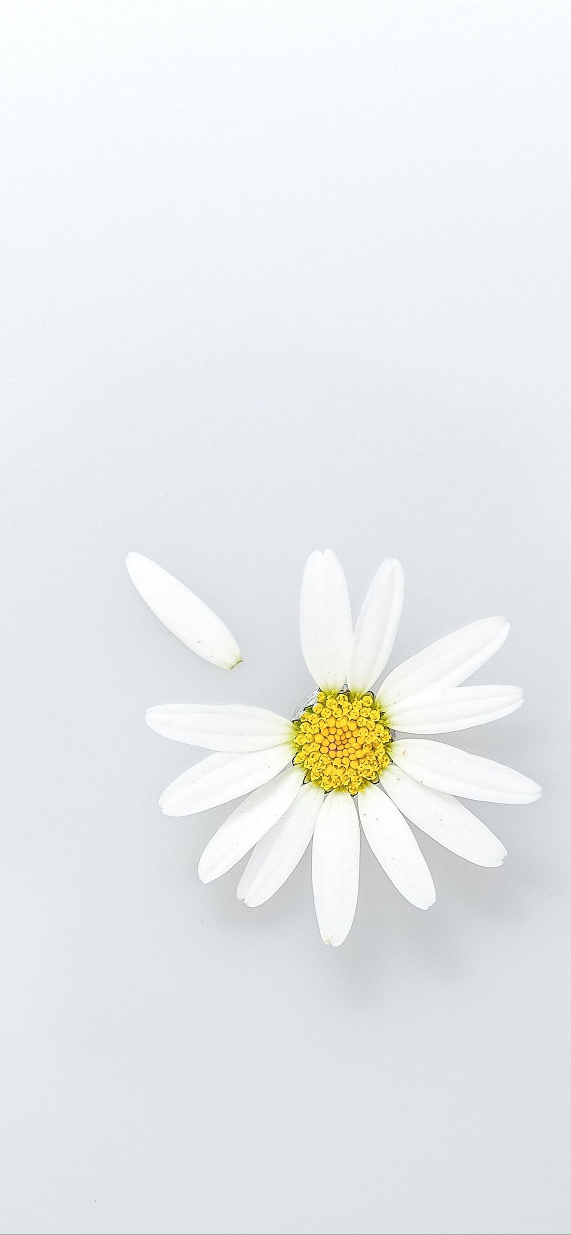 Iphone Flower Wallpaper 154 Iphone Flower Wallpaper 154