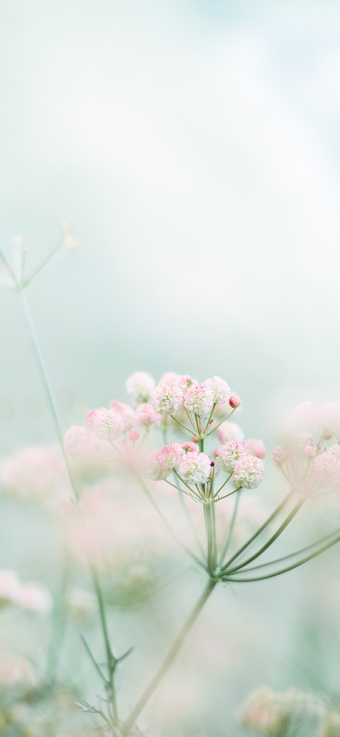 Beautiful Flowers On A Pastel Blue Background Romantic Aesthetic Natural  Concept Flower Pastel Plant Background Image And Wallpaper for Free  Download