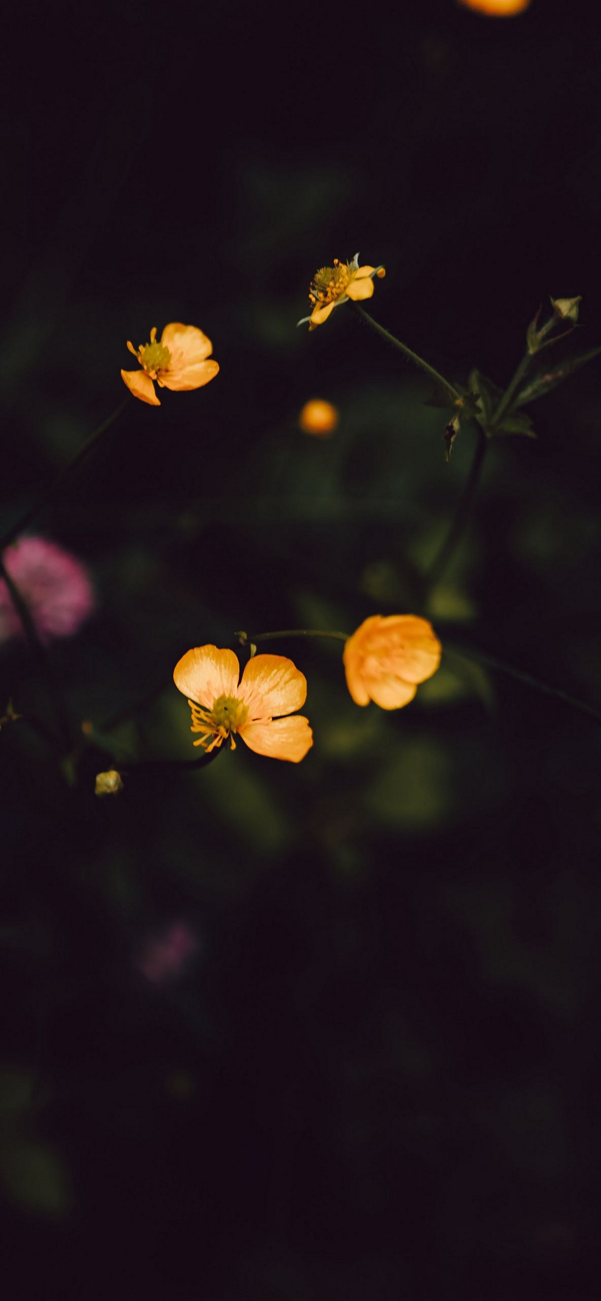 Aesthetic flower dark HD wallpapers  Pxfuel