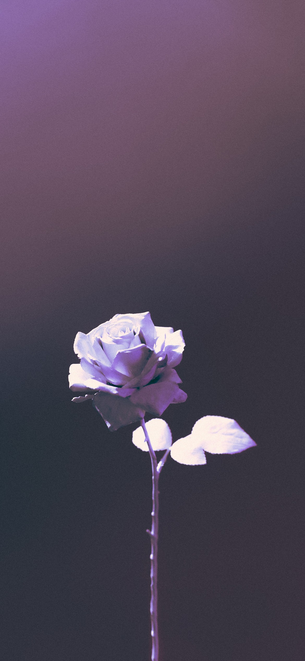 Rose Wallpapers | Best Wallpapers
