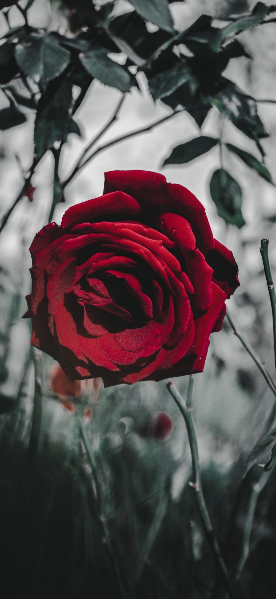 iPhone Rose Wallpaper - 076