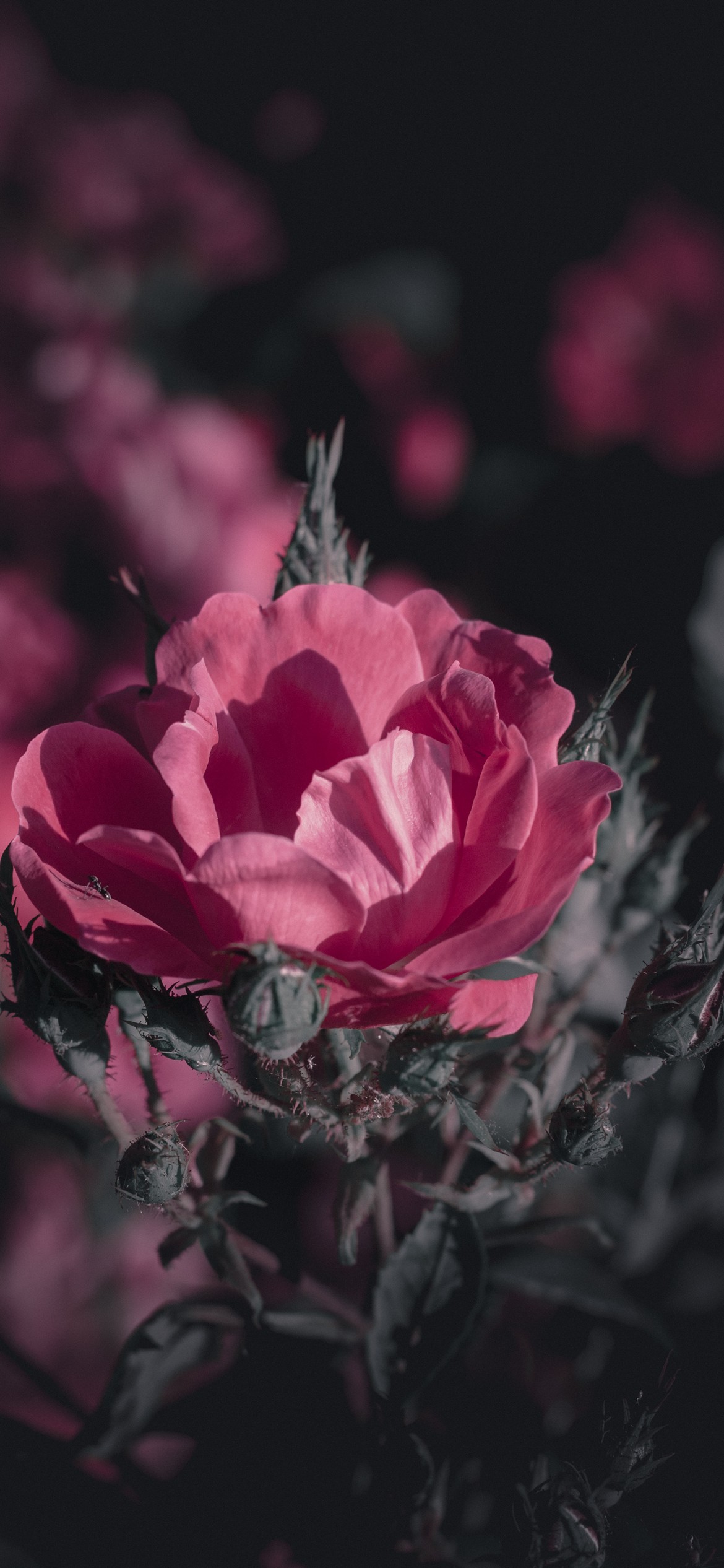 Natural Rose Flower On Background Blurry Pink Roses In The Garden Photo |  JPG Free Download - Pikbest