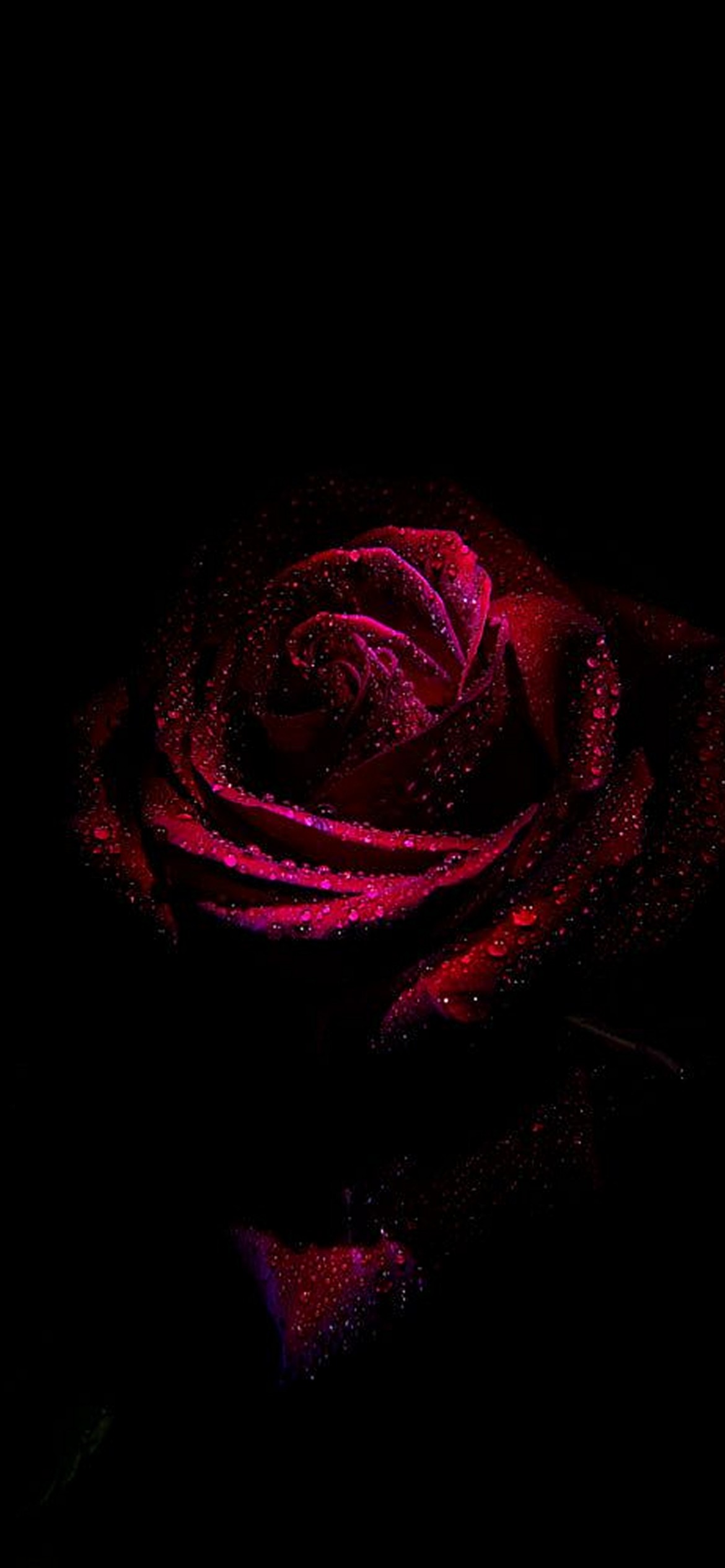 Fire Roses wallpaper by Graphistun1919  Download on ZEDGE  00b3