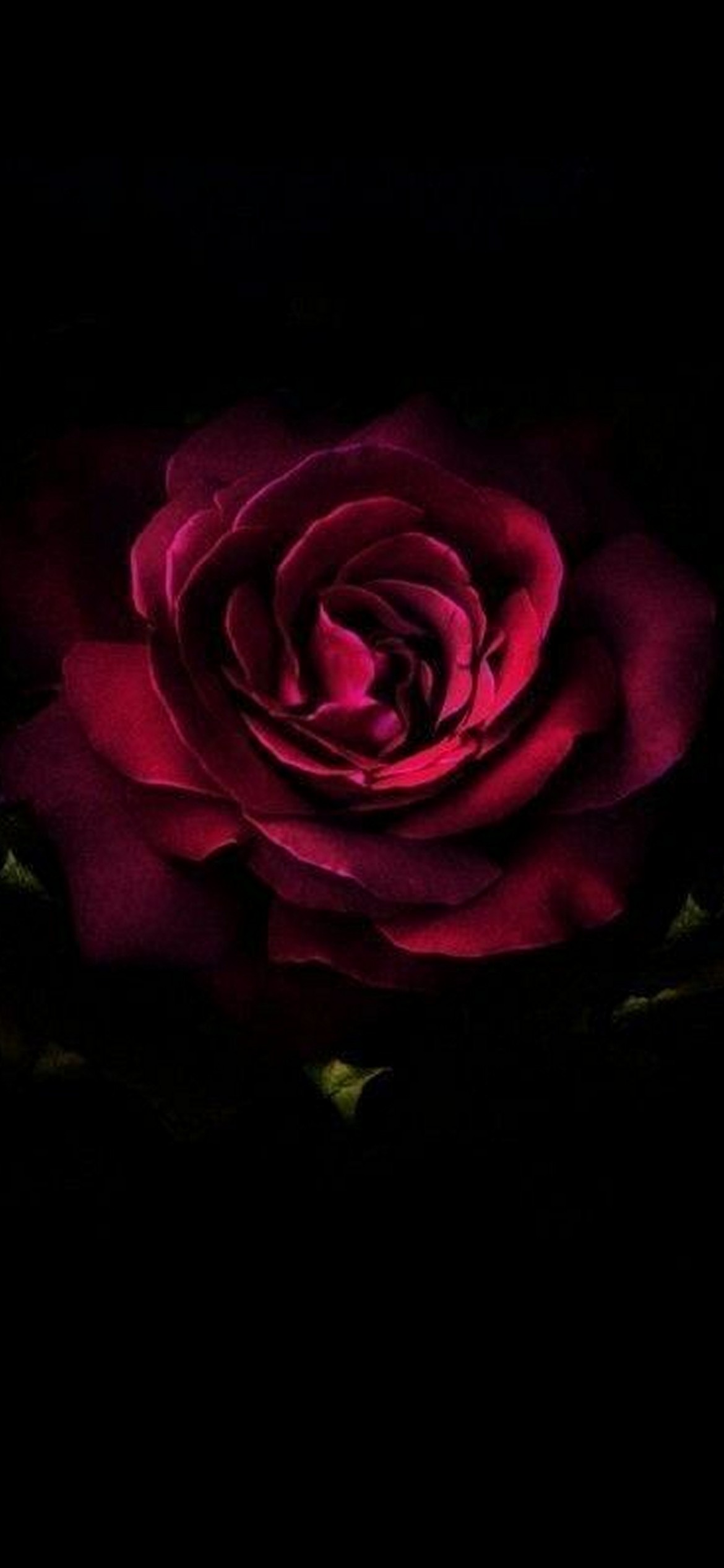 Black rose iPhone Live Wallpaper  Download on PHONEKY iOS App