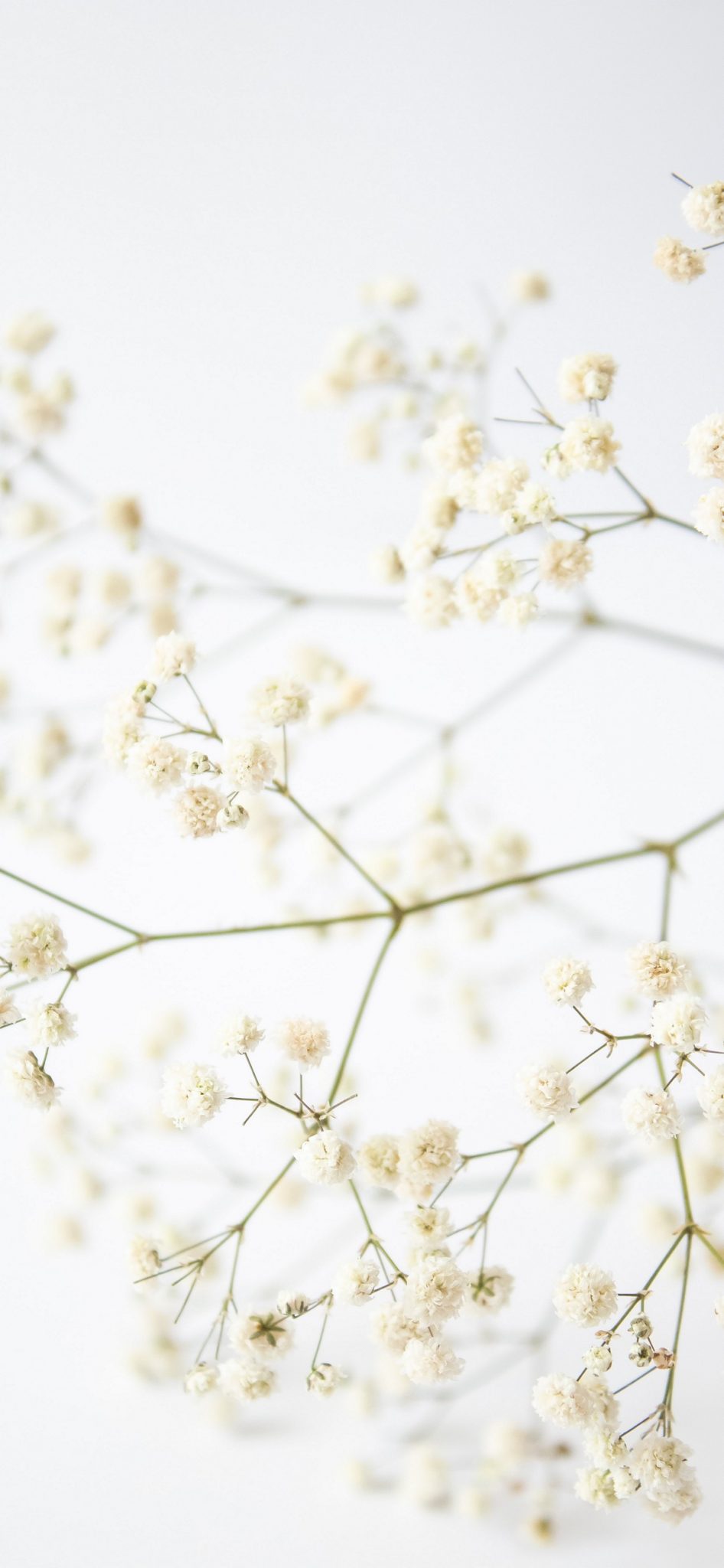 iPhone White Wallpaper 109