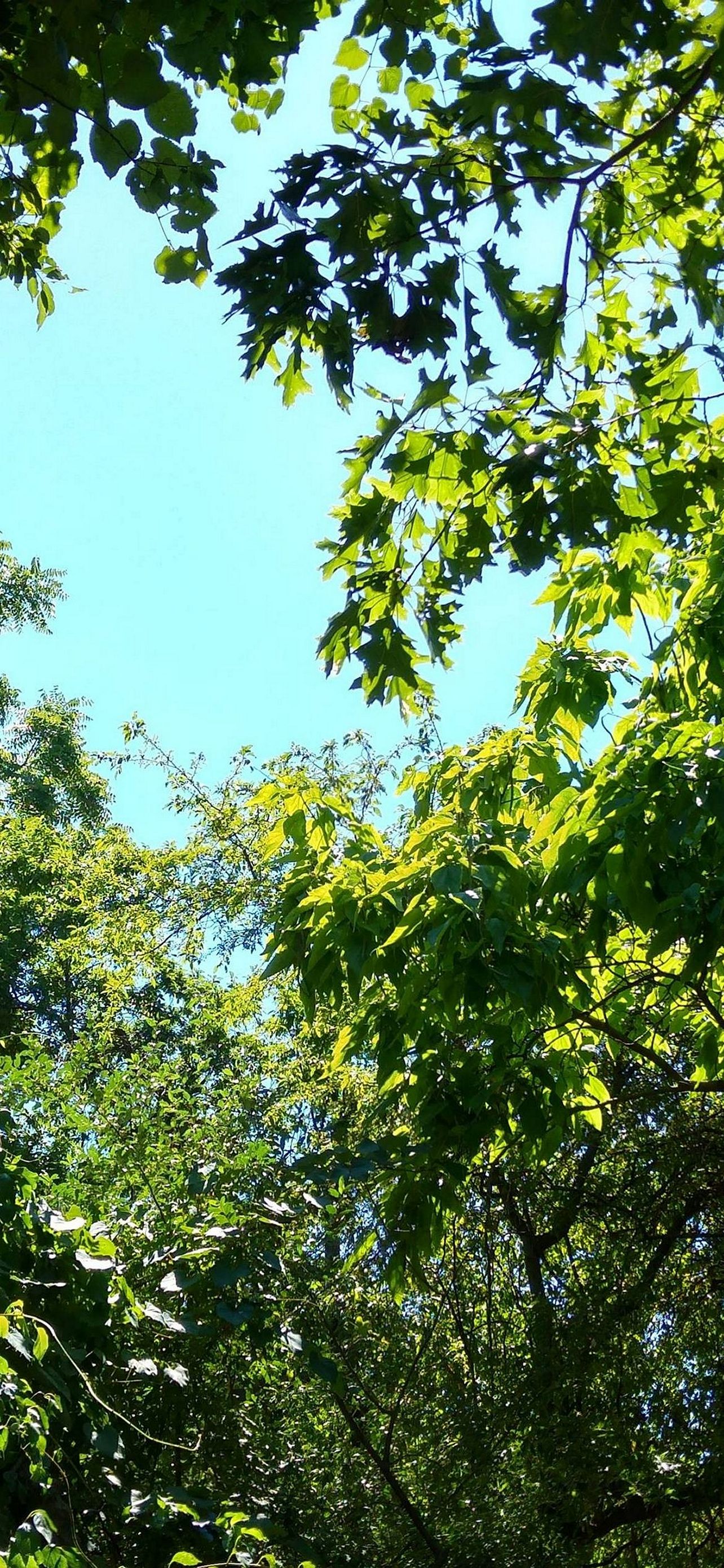 1284x2778 Wallpaper - 070