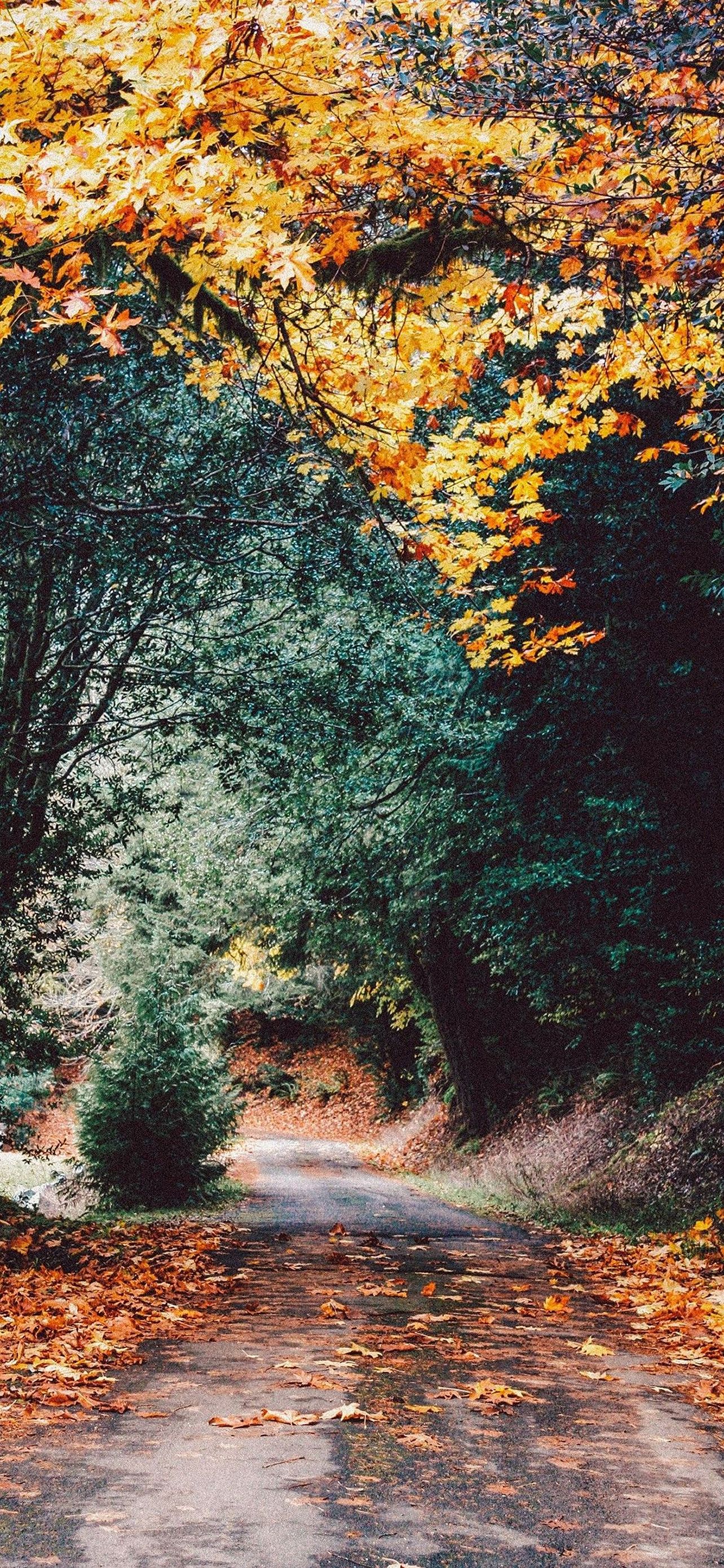 1284x2778 Wallpaper - 080