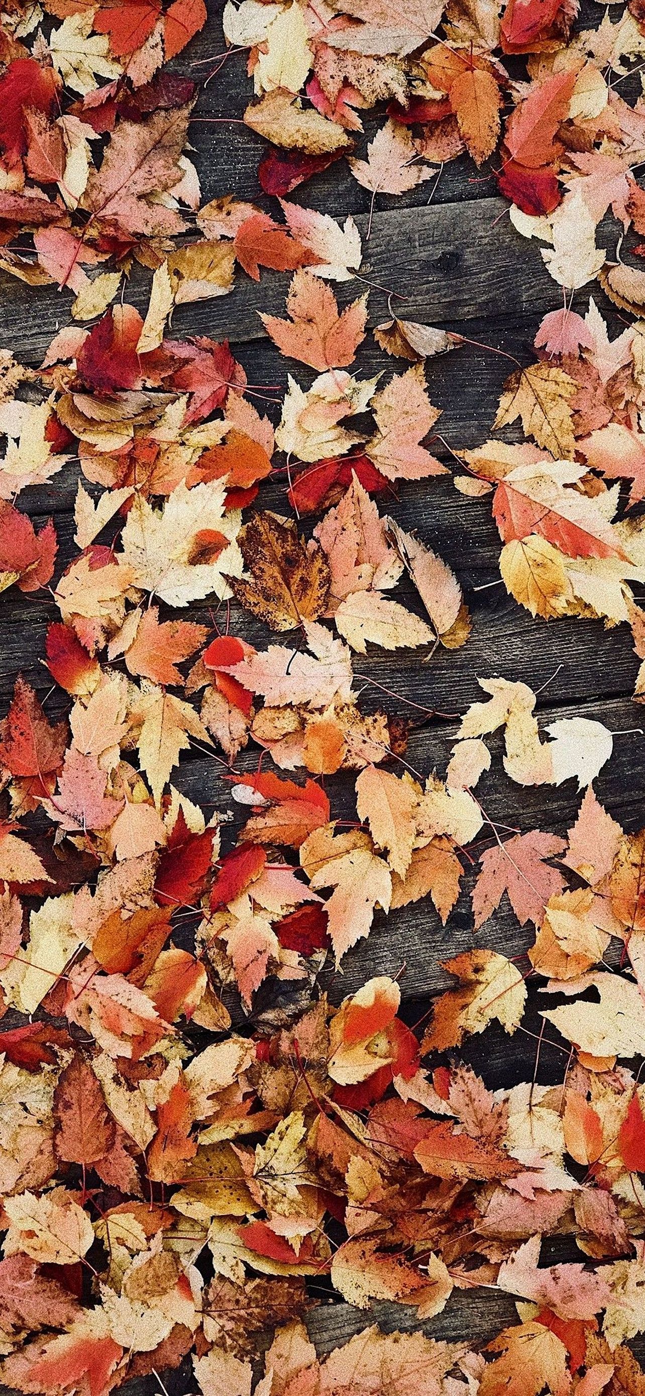 1284x2778 Wallpaper - 081