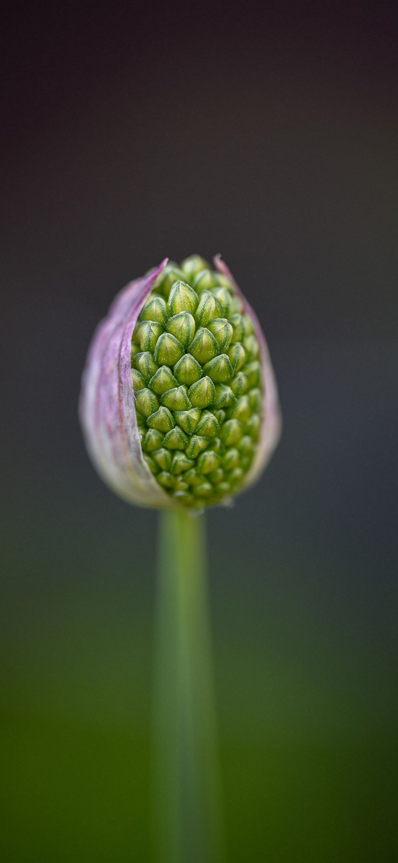 1284x2778 Wallpaper - 487