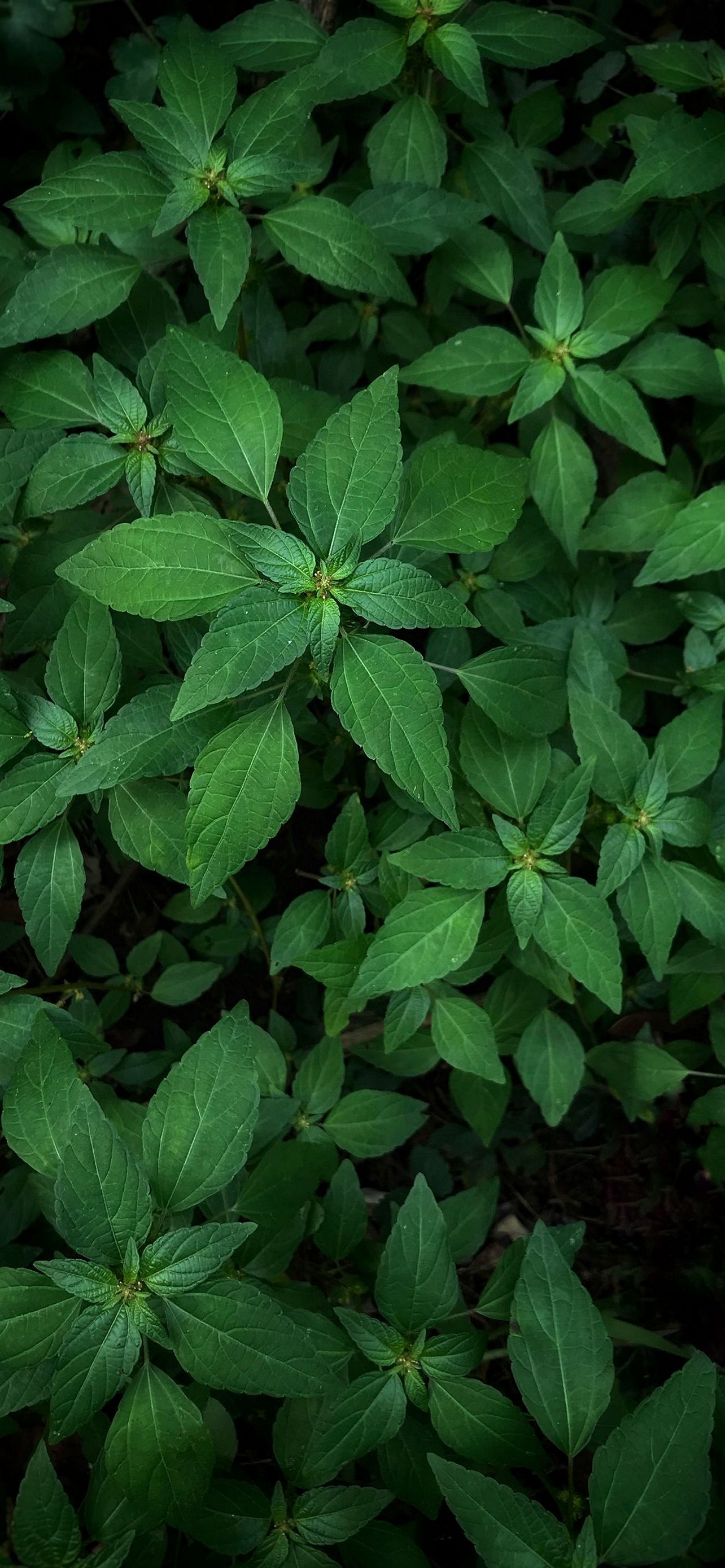 1284x2778 Wallpaper - 507