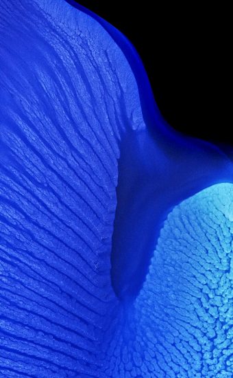 ColorOS 12 Stock Wallpaper 19 340x550