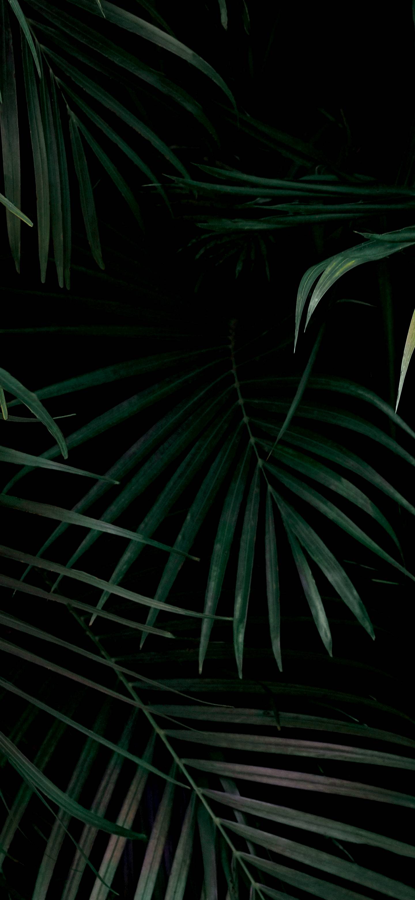 Wallpapers from The Verge  The Verge