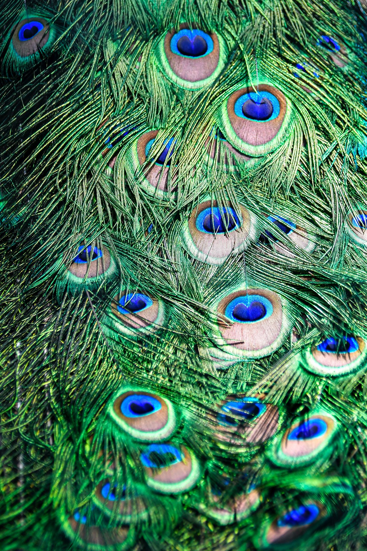 Peacock Feather Phone Wallpaper - 01.
