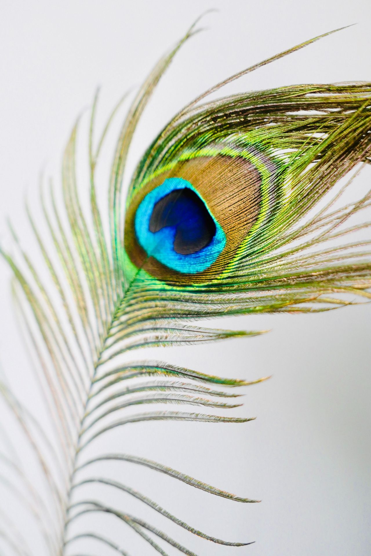 Peacock Feather Phone Wallpaper - 10