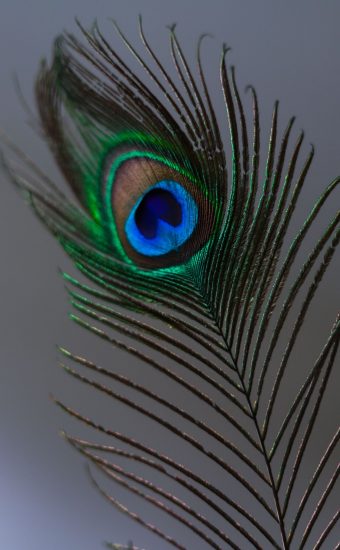 Peacock Feather Wallpapers HD