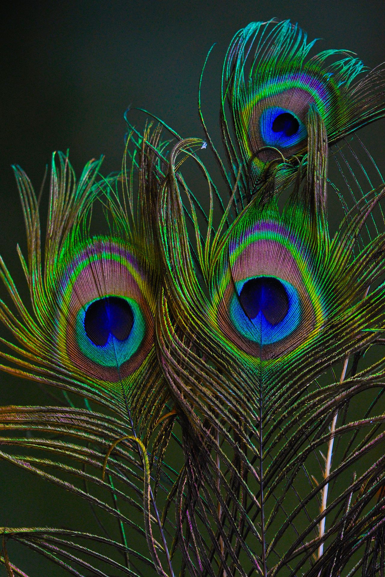 Wallpapers Of A Peacock - Wallpaper Cave