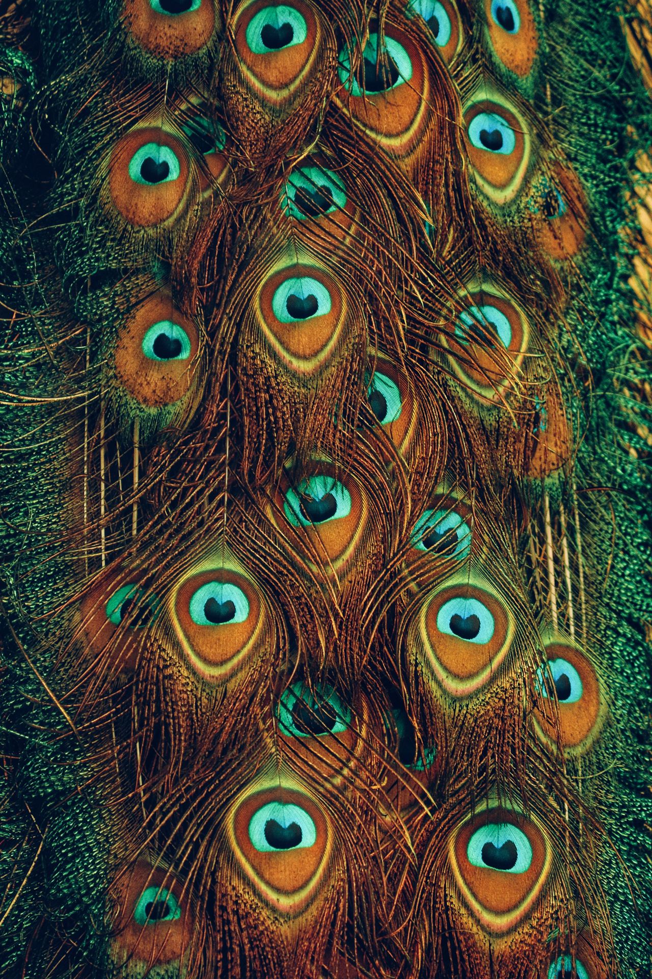 Peacock Feather Phone Wallpaper - 20