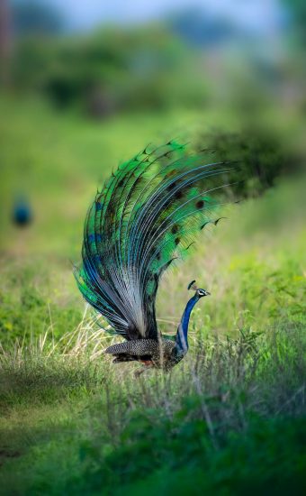 Peacock Feather Wallpapers HD