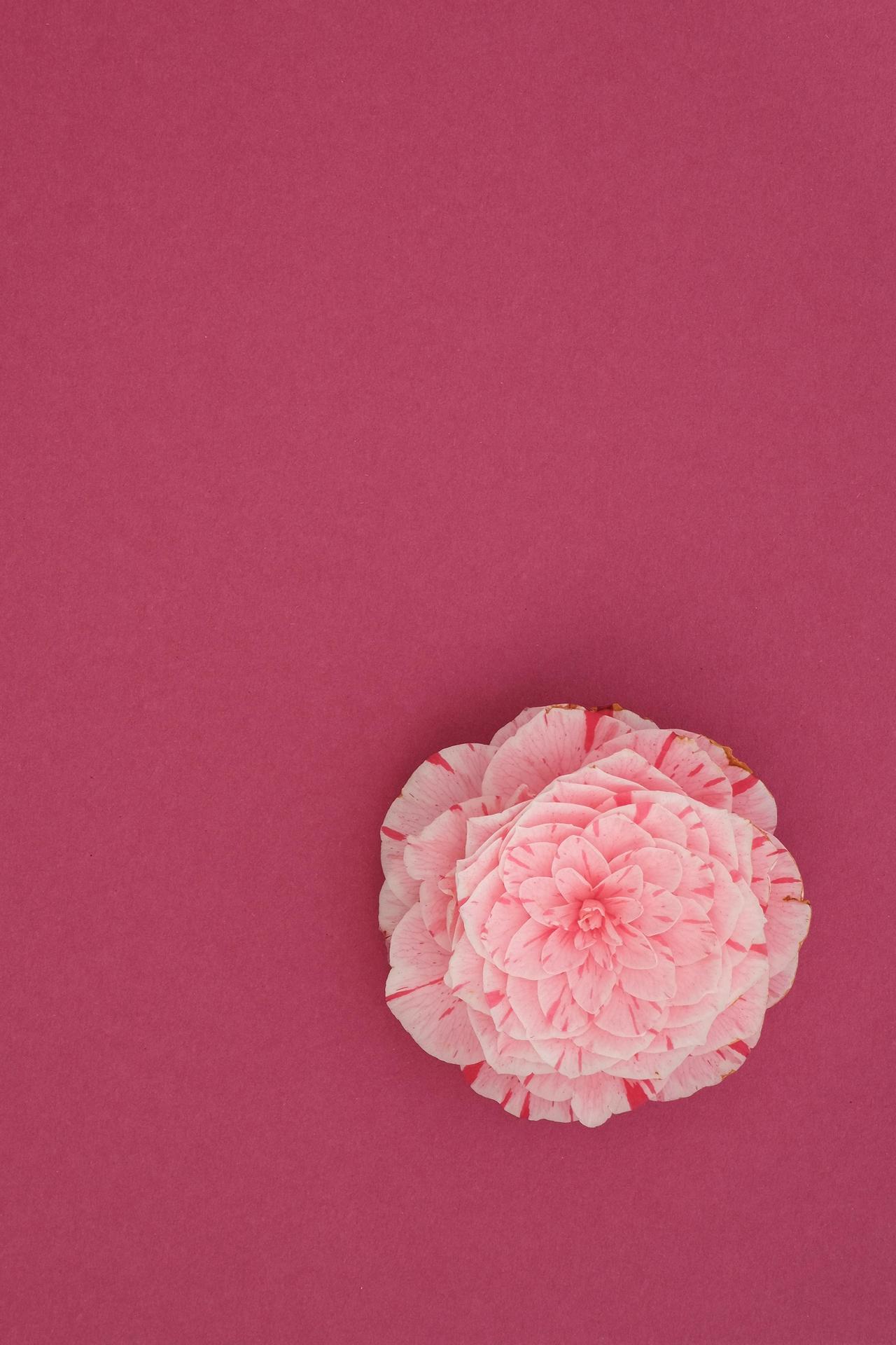 Pink iPhone Wallpaper - 008